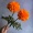 Vermouth_123