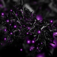 Purplelight_Bella