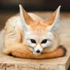 tiny_fox