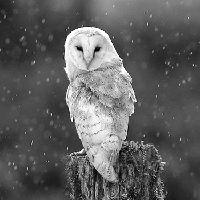 The_Owl