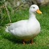 Duckoose
