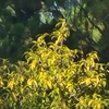 Yellow_Plant