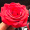 rlilyl_15
