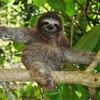 Lazy_Cute_Sloth