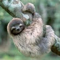 Sloth_Sleeps