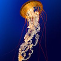 Quick_Jellyfish