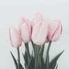 Tulip_Daisies