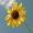 sun_sha