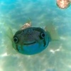 Artiankillerfish