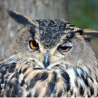 Eagle_Owl