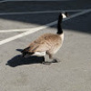 Goose_