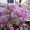 Sarinah_Daud_5145