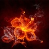 Blooming_Flame_1