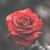roses_max