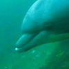 blue_dolphin