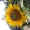 Lubna_121