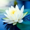 White_Lotus_217