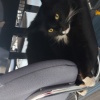 kitty_catrena