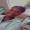 Breanna_Brown_2820