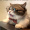Tancha_Z
