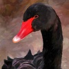 _BlackSwan_