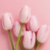 pink_tulips