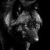 dark_wolfs_66