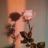 Twiglight_Roses