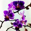 Purple_Orchids