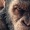 dimples_eyebrow