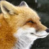 fox_MIGO