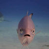 TheAllFishyFish