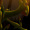 Sceptile_is_my_fav