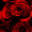 roses_are_red