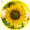 Sun_Flowerr