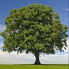 I_am_Tree