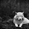 Silver_Wolf_Pack