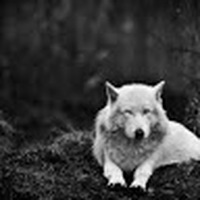Silver_Wolf_Pack
