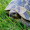 Fire_Turtle