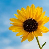 sunflowers12