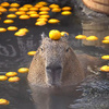 Agitated_Capybara