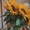 Blooming_Safflower