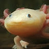 Angry_Axolotle