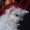 Dragon_Monarch_Rex