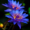 Blue_Lotus123