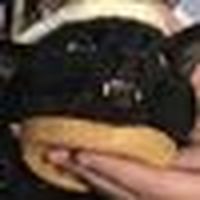 Cat_On_Bread
