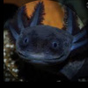 Axolotl_with_face