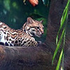 Jaguarthecat