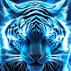Bengal_Tigress