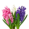 Hyacinth_Crystals